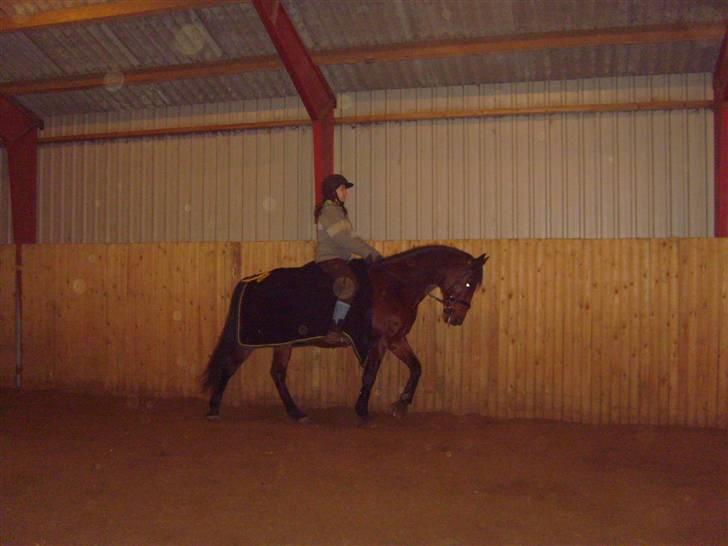 Hollandsk Varmblod Zorro - R.I.P 10/4 - 08 billede 12