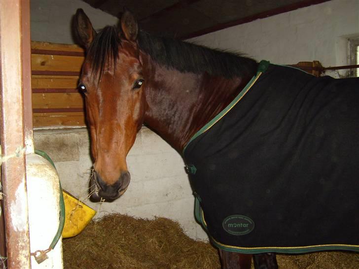 Hollandsk Varmblod Zorro - R.I.P 10/4 - 08 billede 13