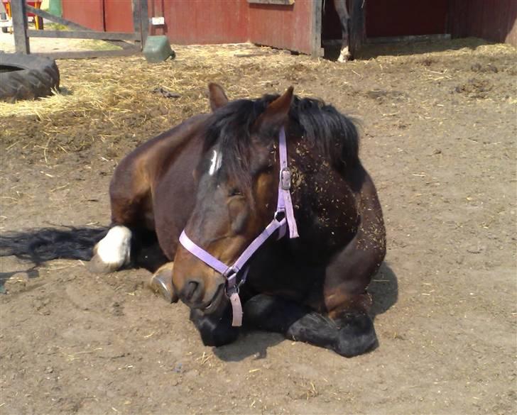 Welsh Cob (sec D) Berta  - Sommer 08 billede 5