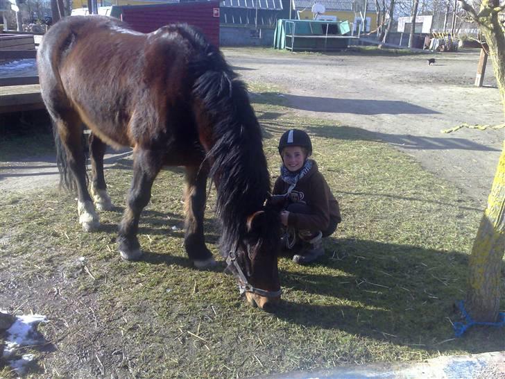 Welsh Cob (sec D) Berta  - marts 08 billede 6