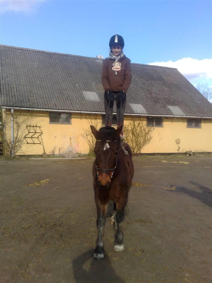 Welsh Cob (sec D) Berta  - Vinter 08 billede 7