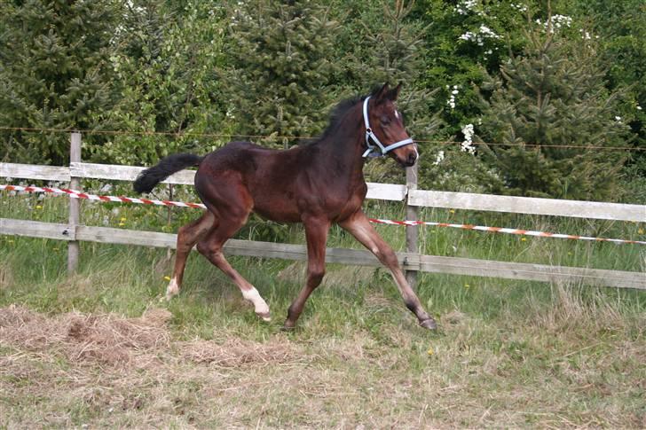 Oldenborg Consensus unno - Hej. Jeg er Uno. Kig på mig og min mor :o) Foto: Mille Christphersen billede 1