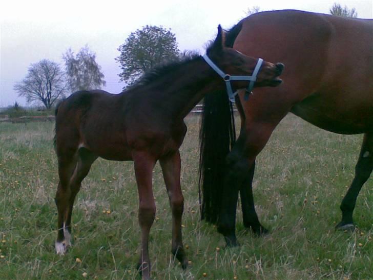 Oldenborg Consensus unno - !. Maj. Første gang på fold efter jeg brækkede benet billede 2