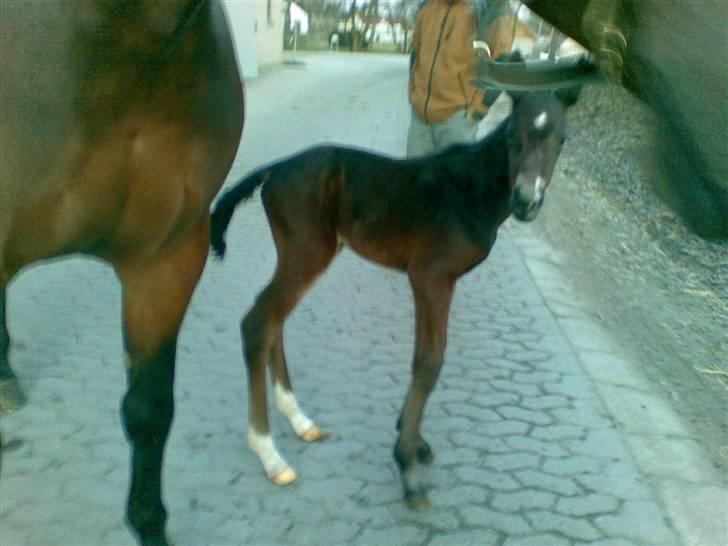 Oldenborg Consensus unno - Første gang ude i den store nye verden 12 timer gammel billede 8