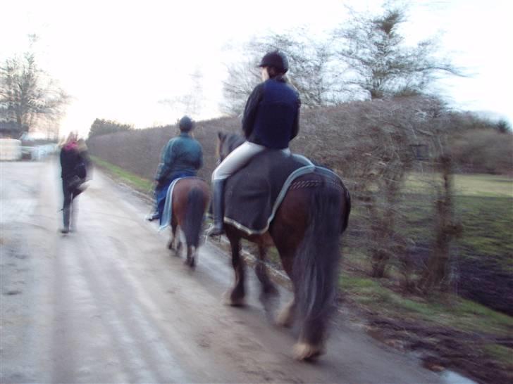 Irish Cob Loke  (Gammel part) - På vej op til ridehuset billede 6
