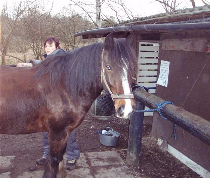 Irish Cob Loke  (Gammel part) - Se han har et blåt øje ;) billede 7