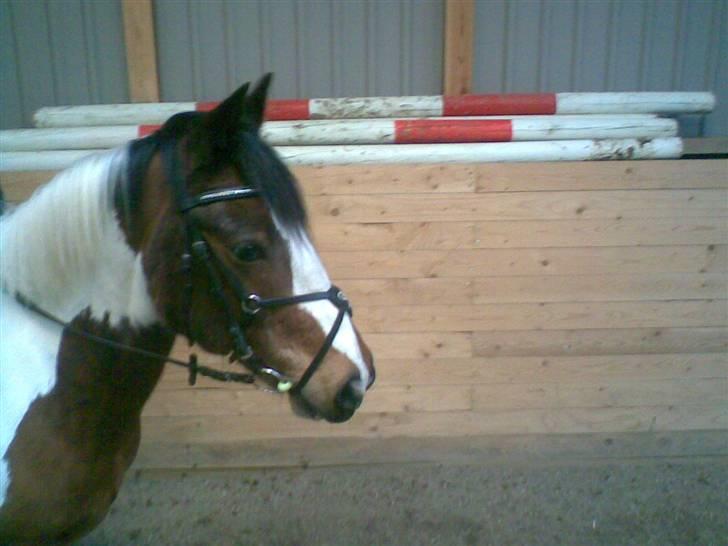 Hollandsk Sportspony Binky (SOLGT TIL FINLAND) - er han ikk sød ...???? billede 19