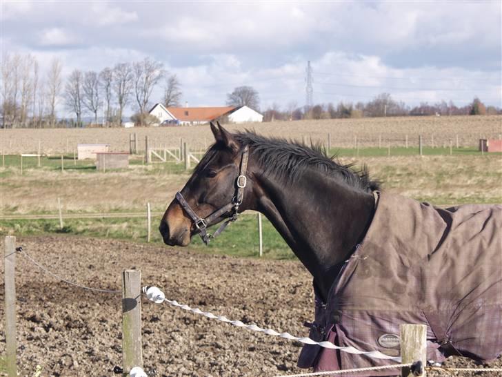 Oldenborg Balingo Birkedommergård - første dag på fold "må jeg ikke komme ud til de andre??" :p billede 2