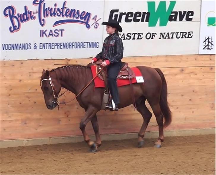 Anden særlig race Sara's Red Showboy - Jyske mesterskaber okt. 2007 billede 1