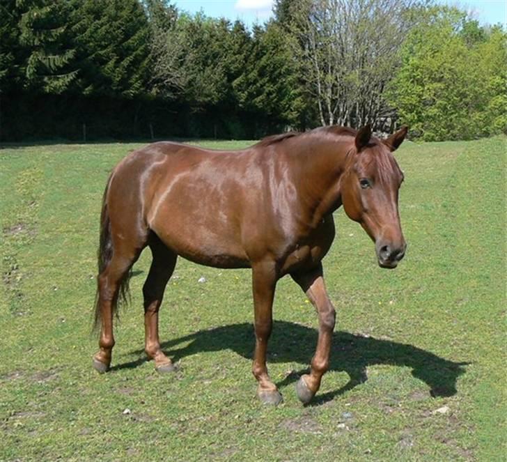 Anden særlig race Sara's Red Showboy - Smukke Showboy på folden aug. 2007 billede 3