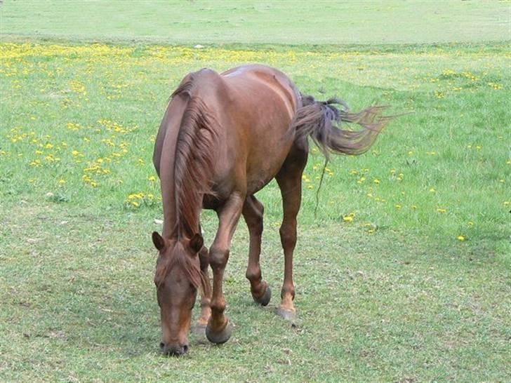 Anden særlig race Sara's Red Showboy - Showboy aug. 2007 billede 4