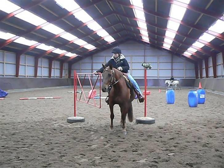 Anden særlig race Sara's Red Showboy - Vi træner på lågen billede 6