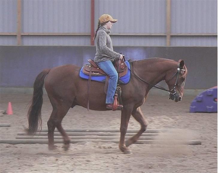 Anden særlig race Sara's Red Showboy - Vi øver jog billede 7