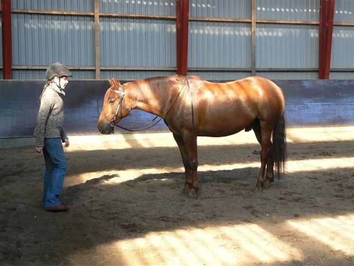 Anden særlig race Sara's Red Showboy - Vi træner horsemanship billede 9