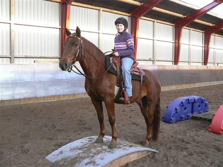 Anden særlig race Sara's Red Showboy - Sara og Showboy på broen billede 10