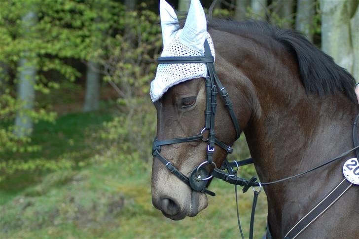 DSP Pretty Madonna - Velkommen til min smukke pony´s profil billede 1