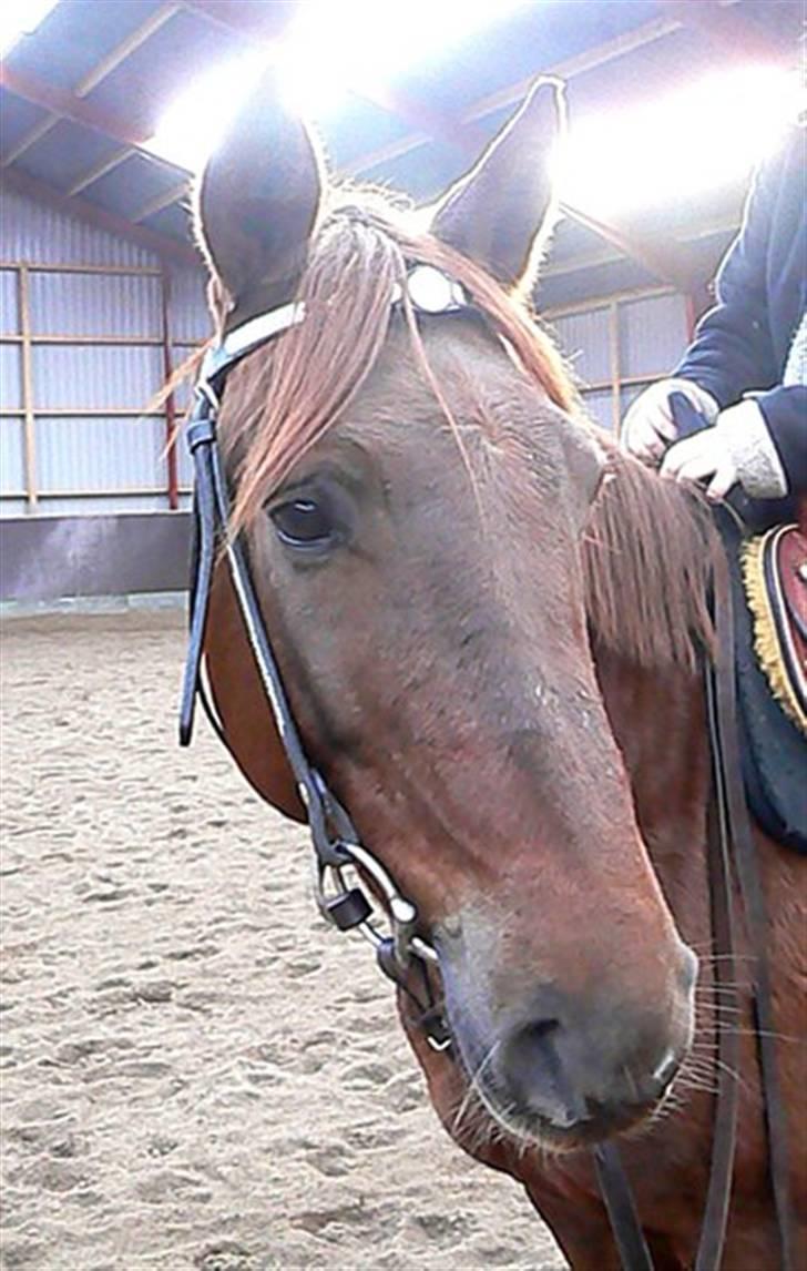 Anden særlig race Sara's Red Showboy - Showboys smukke hoved billede 11