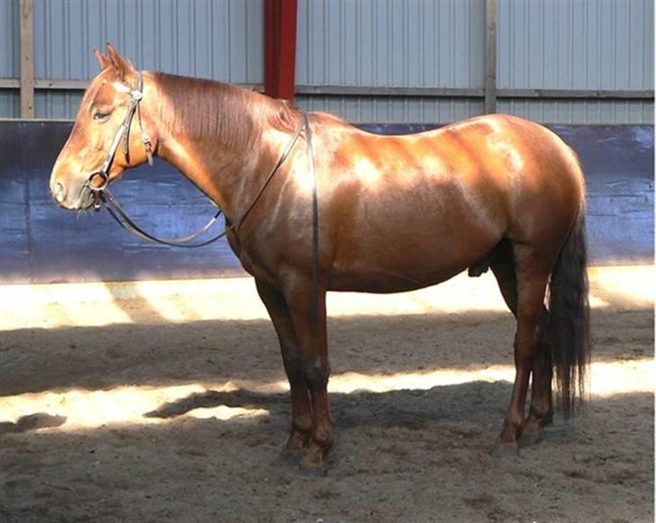 Anden særlig race Sara's Red Showboy - En dejlig hest i en forårs-solstråle billede 12