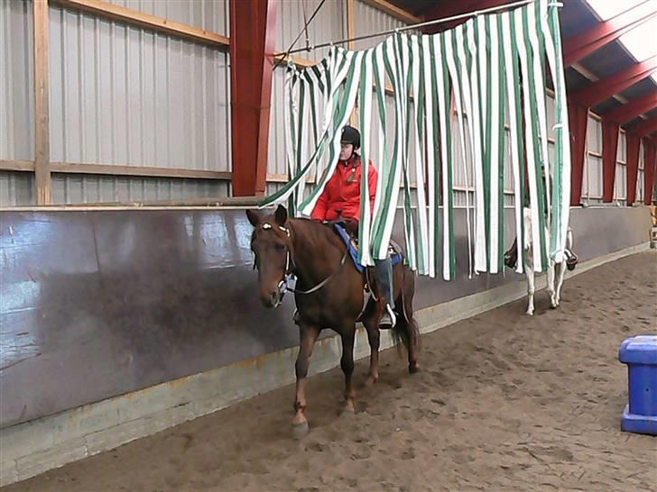 Anden særlig race Sara's Red Showboy - Trailtræning feb. 2008, vi skal til KK i Give igen d. 22. marts billede 13