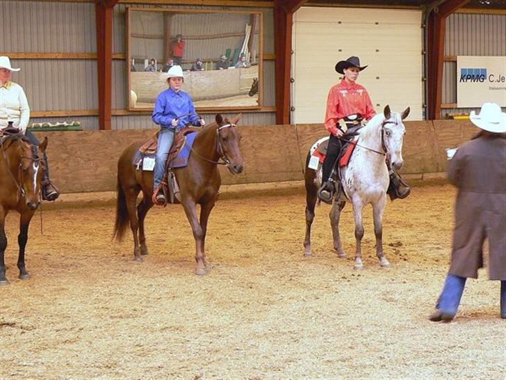 Anden særlig race Sara's Red Showboy - Til KK stævne i Give 2007 billede 14