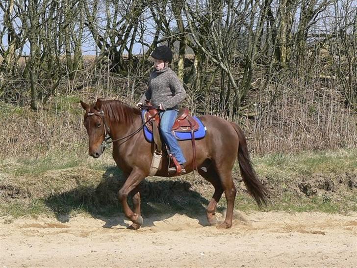 Anden særlig race Sara's Red Showboy - Træning hos Sannee Klindt billede 16