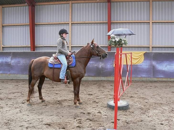 Anden særlig race Sara's Red Showboy - Vi ser på "farlige" ting billede 17