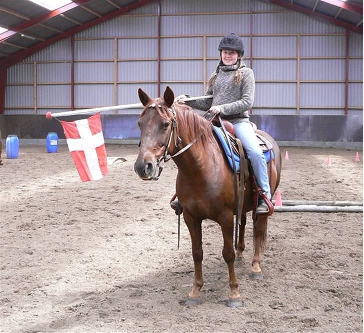 Anden særlig race Sara's Red Showboy - Dannebrog svinger billede 18