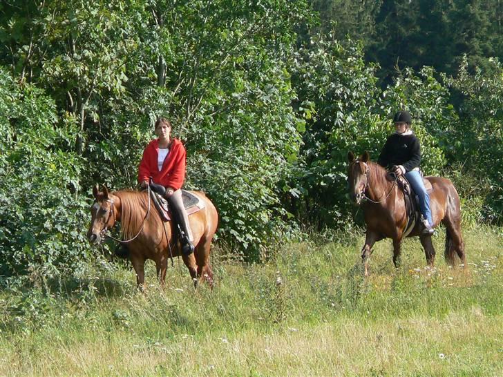 Anden særlig race Sara's Red Showboy - Skovtur i juli måned 2007 billede 19