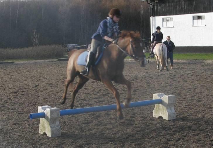 Hollandsk Sportspony Zorro <3 (solgt) - Mig og zorro <3 (: (foto:mor) billede 20