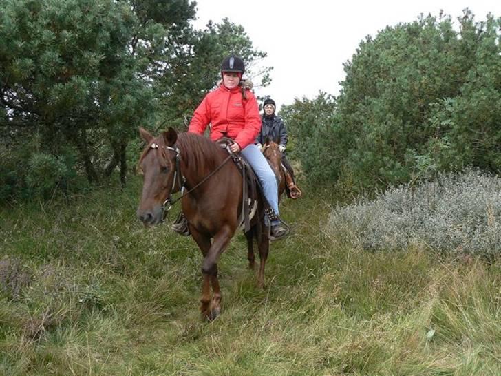 Anden særlig race Sara's Red Showboy - Fra fællesturen på Fanø okt. 2007 billede 20
