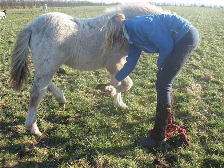 Knabstrupper Smilla - er så stolt af hende hun har lært at løfte hove nu:-) billede 9