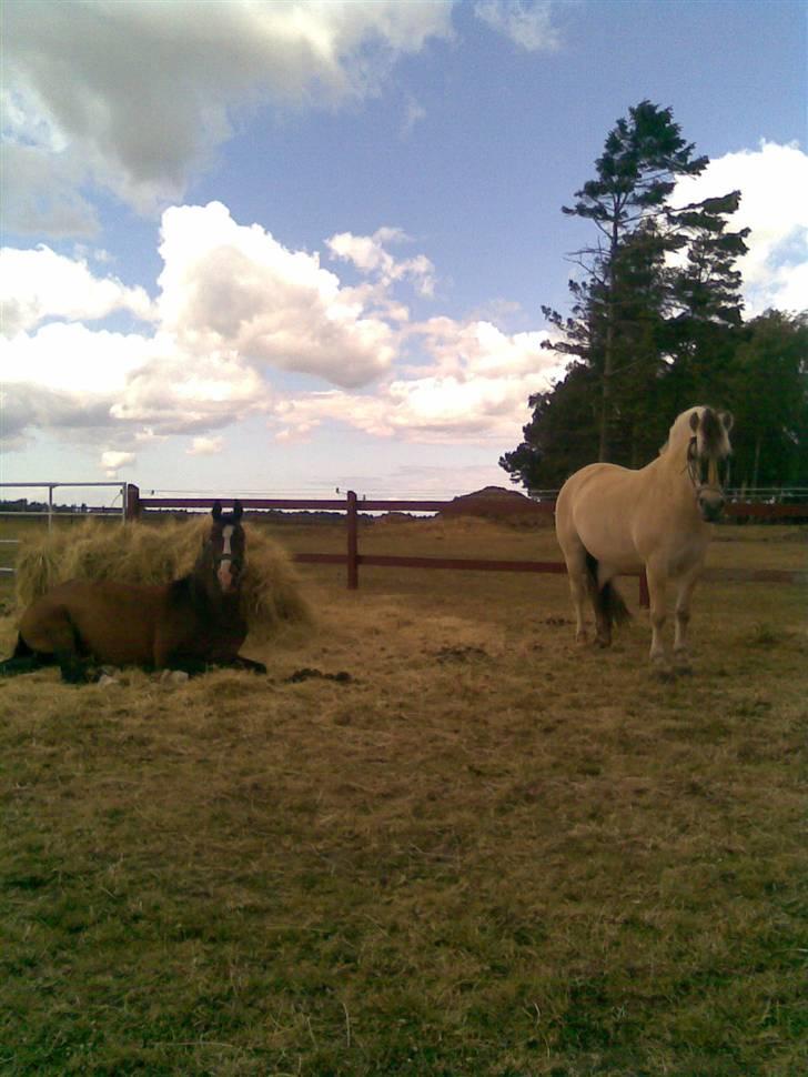 Fjordhest Aadalens Klaus  - Klaus og Pawo :D         Pawo er desværre blevet aflivet )´: billede 11