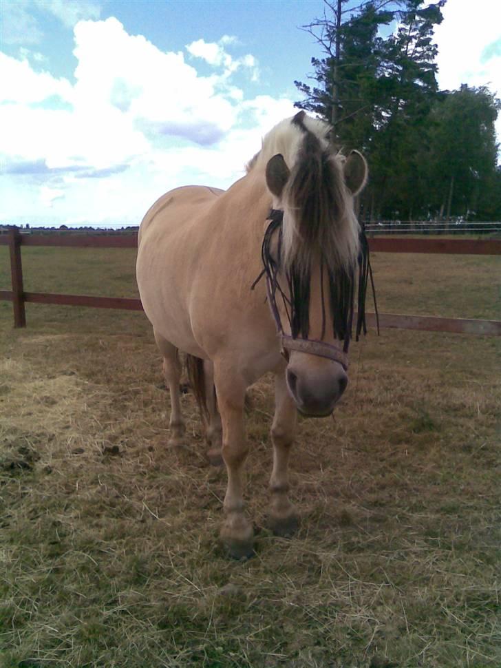 Fjordhest Aadalens Klaus  - Så fin den lille pony er ( : billede 12