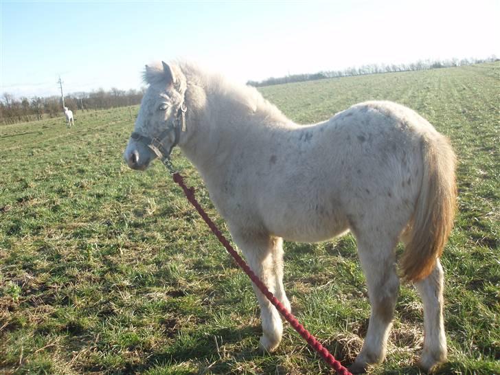 Knabstrupper Smilla billede 10