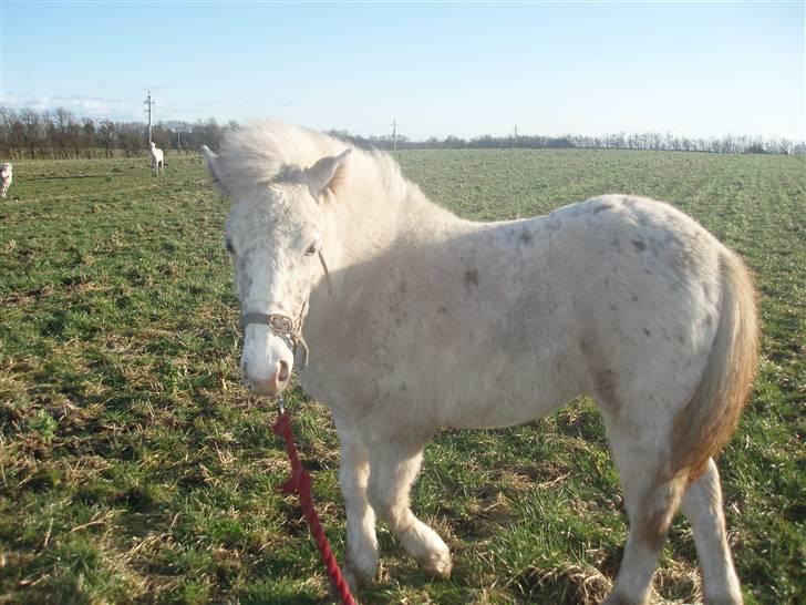 Knabstrupper Smilla billede 11