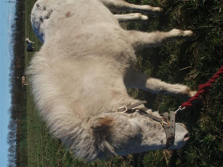 Knabstrupper Smilla billede 12