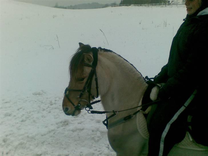 Anden særlig race Perle billede 9