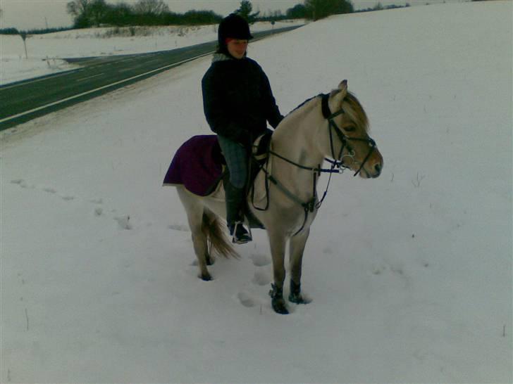 Anden særlig race Perle billede 10