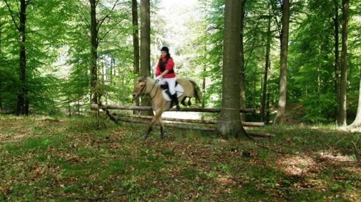 Anden særlig race Perle billede 11