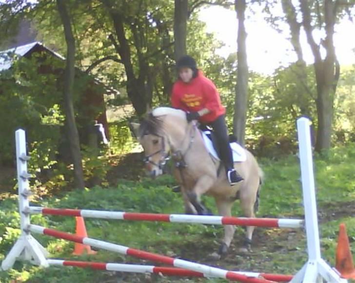 Anden særlig race Perle billede 12