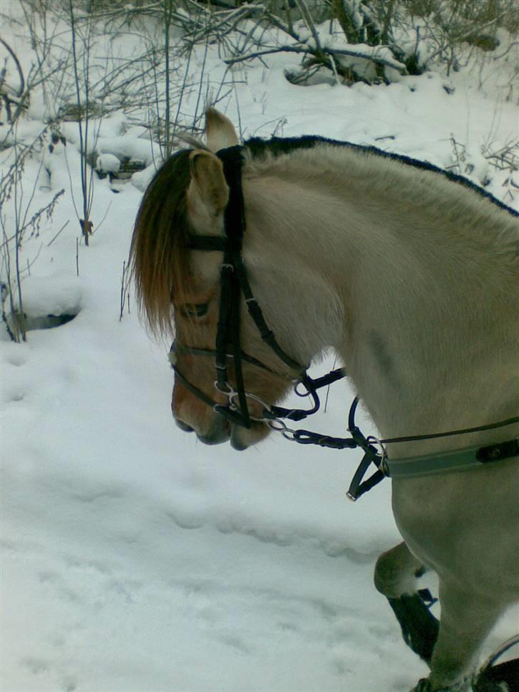 Anden særlig race Perle billede 13