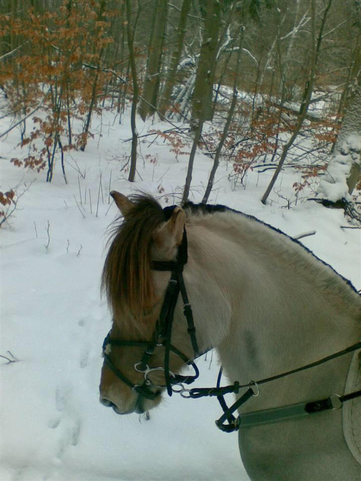 Anden særlig race Perle billede 14