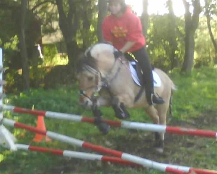 Anden særlig race Perle billede 15