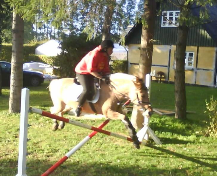 Anden særlig race Perle billede 16