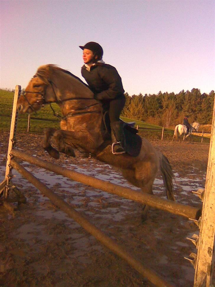 Anden særlig race Perle billede 17