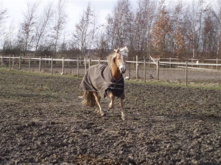 Haflinger Vick-Sabrina Gammelgang - På fold - marts 08 billede 9