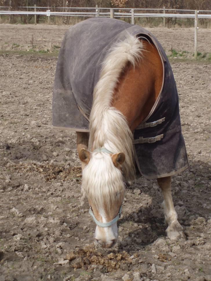 Haflinger Vick-Sabrina Gammelgang - På fold - marts 08 billede 10