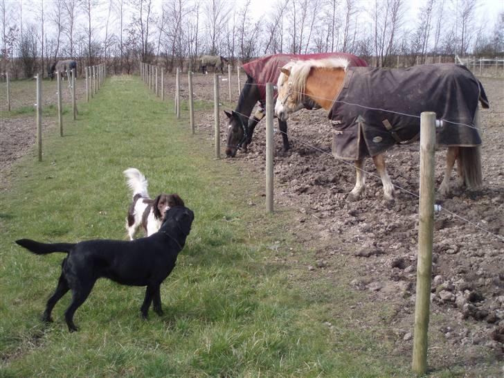 Haflinger Vick-Sabrina Gammelgang - Min hund Tøzen (labrador) holder øje med hestene på folden :-) (se den inde på hundegalleri) billede 12