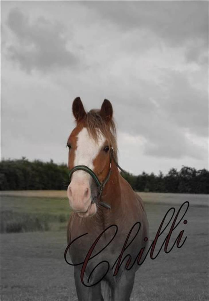 Welsh Pony (sec B) Chilli *Gammel part* billede 1