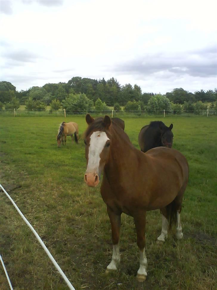 Welsh Pony (sec B) Chilli *Gammel part* billede 2